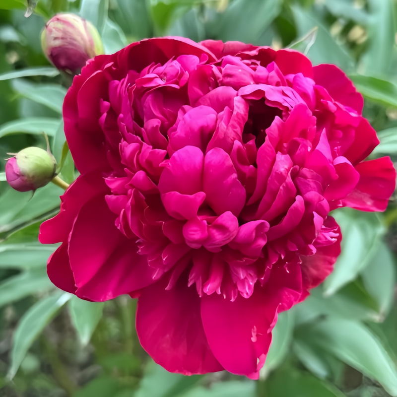 Peony Cinnabar Bulbs up to 50%
