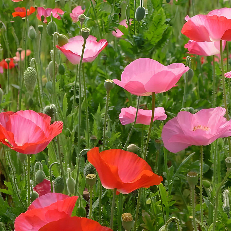 Papaver Rhoeas Seeds - Red Larger Packet High Germination 5000-25000 Onsaleseeds