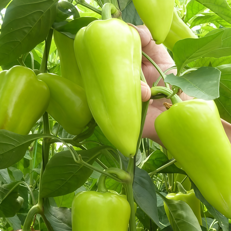 Capsicum Annuum Var. - Conoides Green Larger Packet High Germination 600-3000 Onsaleseeds