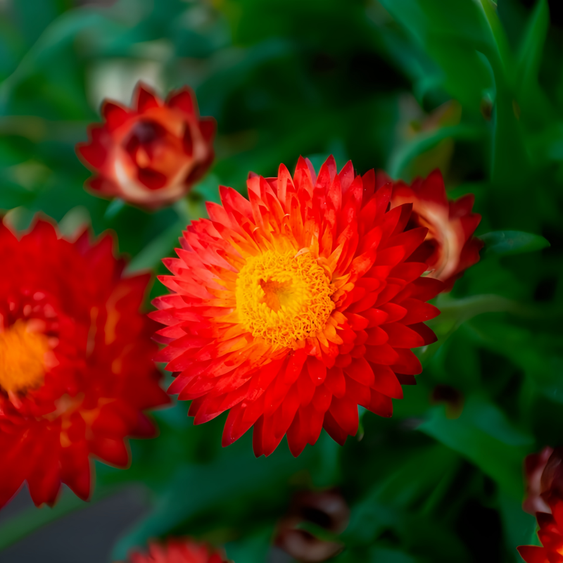 Strawflower Seeds - Red Larger Packet High Germination 1200-5000 Onsaleseeds