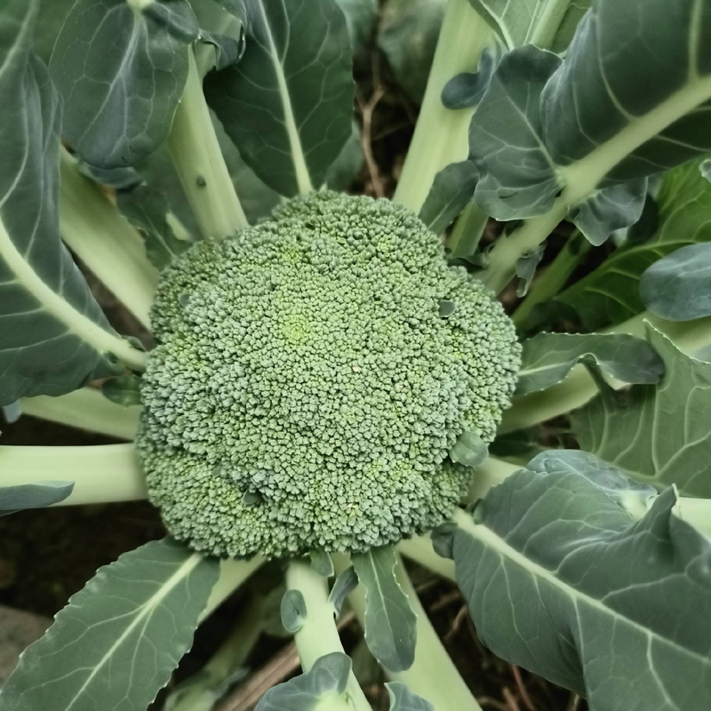 Brassica Oleracea Var. Italica Plenck - Larger Packet High Germination 2000-10000 Onsaleseeds