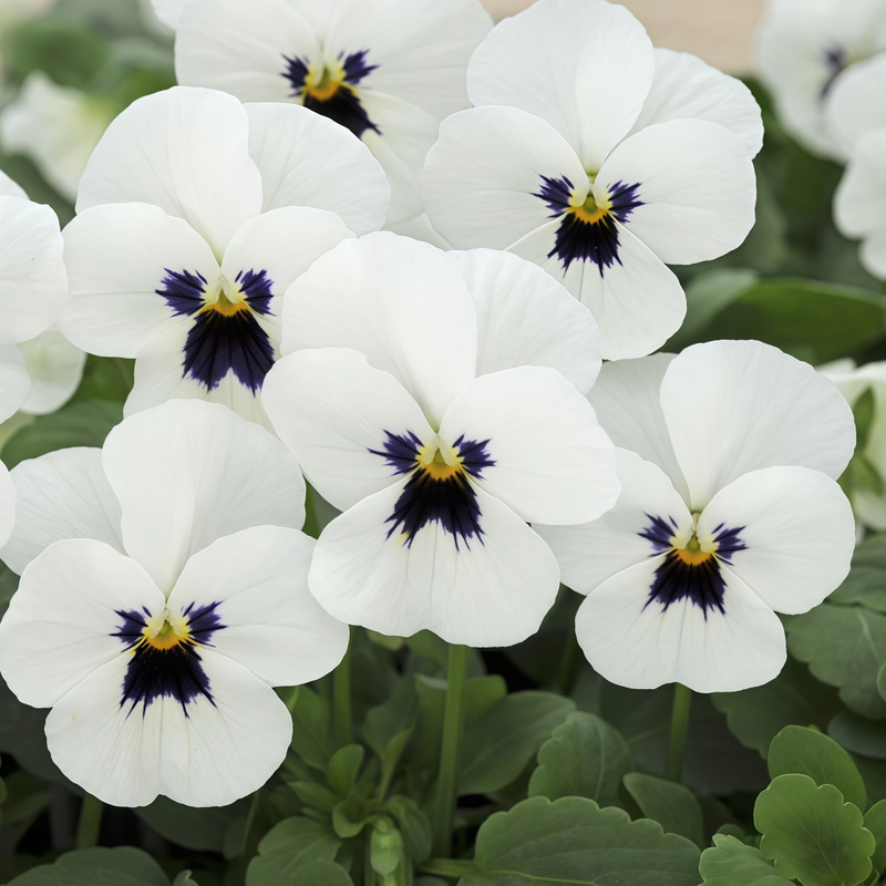 Pansy Seeds - White With Brown Spots Larger Packet High Germination 600-3000 Onsaleseeds