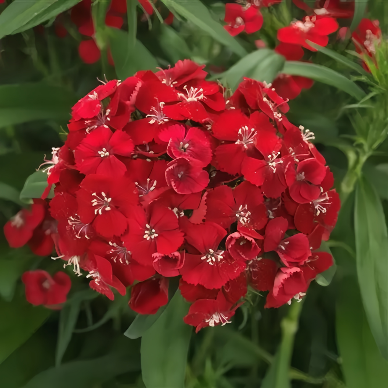 Dianthus Bright Red Seeds up to 50%