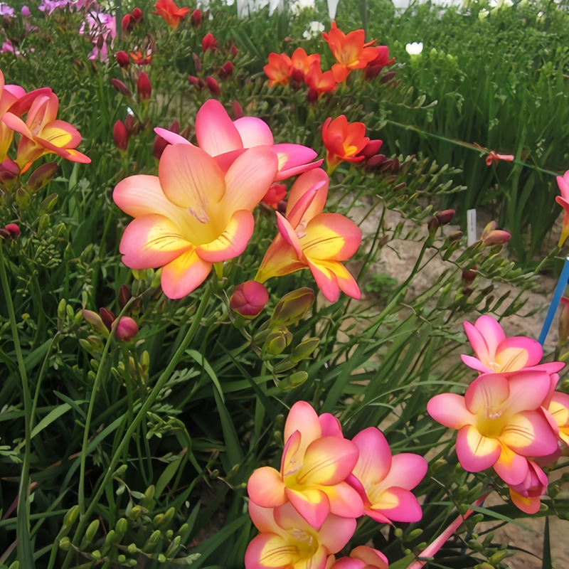 Freesia Sandra Bulbs up to 50%