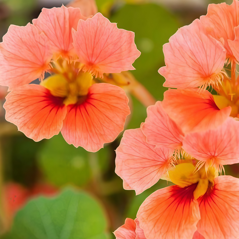 Nasturtium Seeds - Larger Packet High Germination 260-1200 Onsaleseeds
