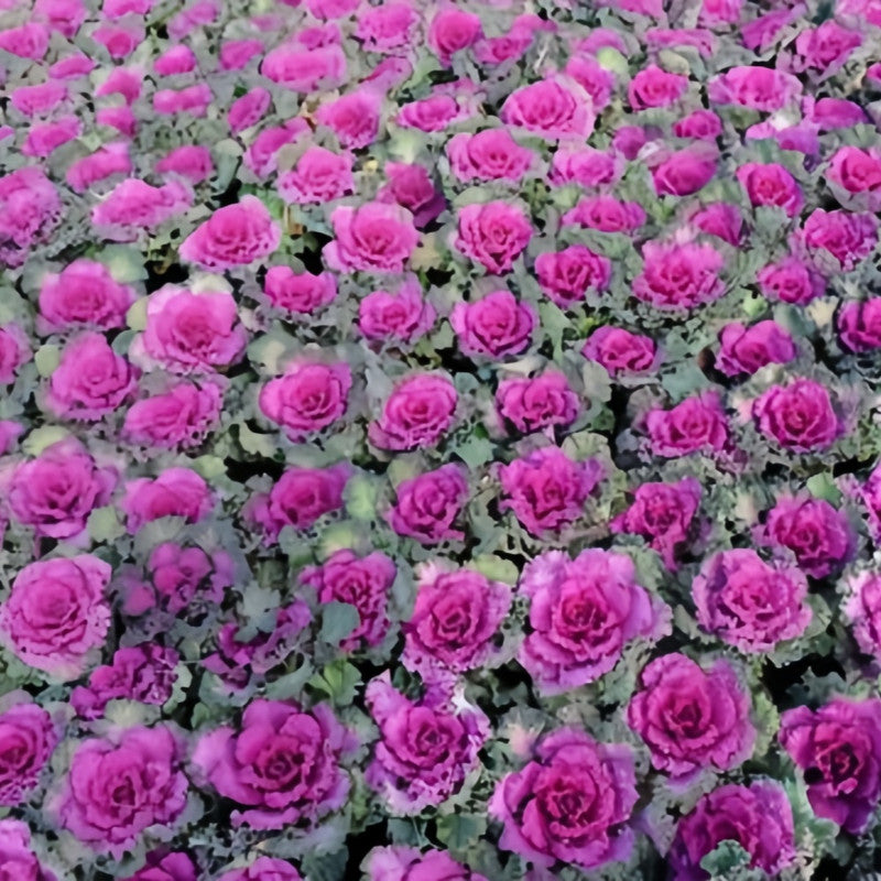 Brassica Oleracea Var Acephala Seeds - Red Flat Leaves High Germination Onsaleseeds