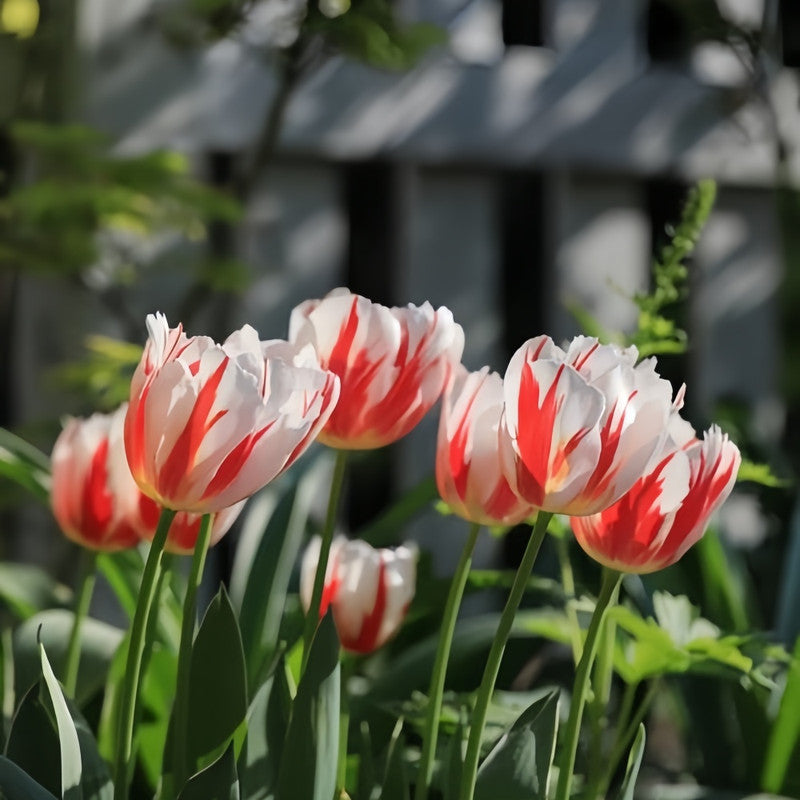 Tulip Bulbs - Happiness