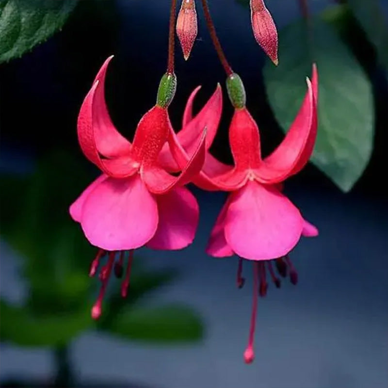Fuchsia Hybrida Voss Seeds The fairy flower up to 50%