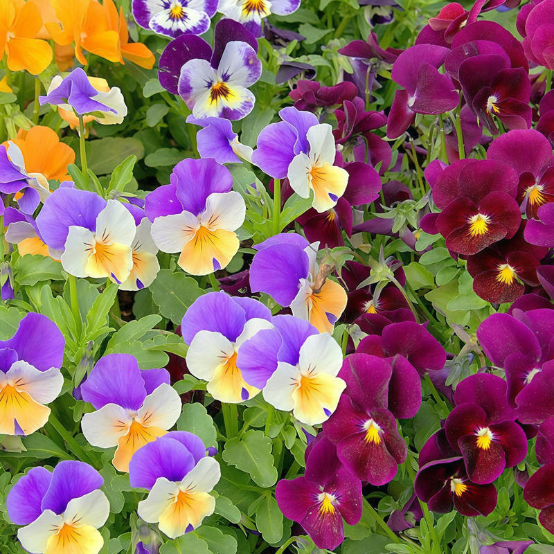 Viola Medium Mixed Colors Seeds up to 50%