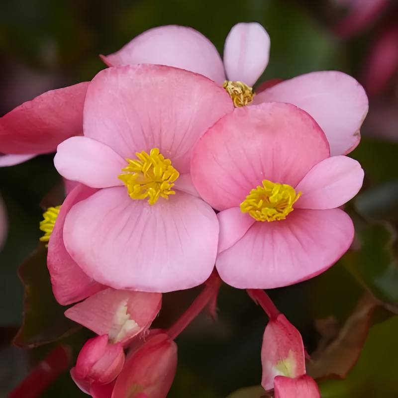 Begonia Cucullata Green Leaves And Red Flowers Seeds up to 50%