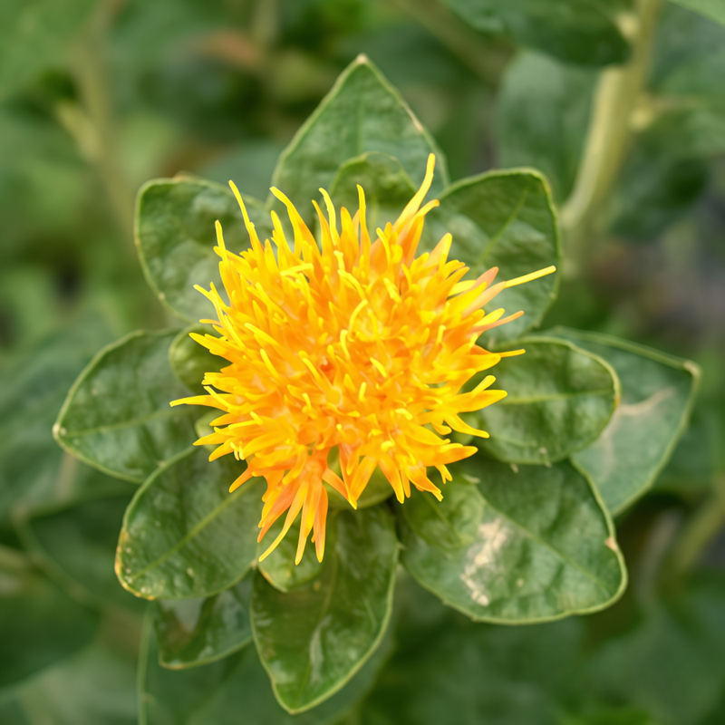 Carthamus Tinctorius Seeds - Larger Packet High Germination 4000-20000 Onsaleseeds