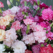 Mix Double Dianthus Seeds