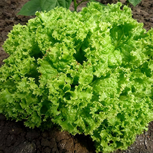 Lettuce Seeds - Green