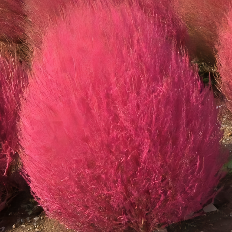 Kochia Scoparia Seeds - Red Larger Packet High Germination 6000-30000 Onsaleseeds