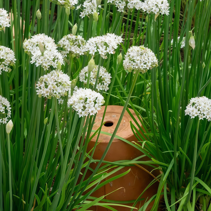 Allium Senescens Seeds - White Larger Packet High Germination 1200-5000 Onsaleseeds