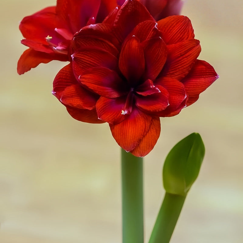 Amaryllis Bulbs - Double Dragons