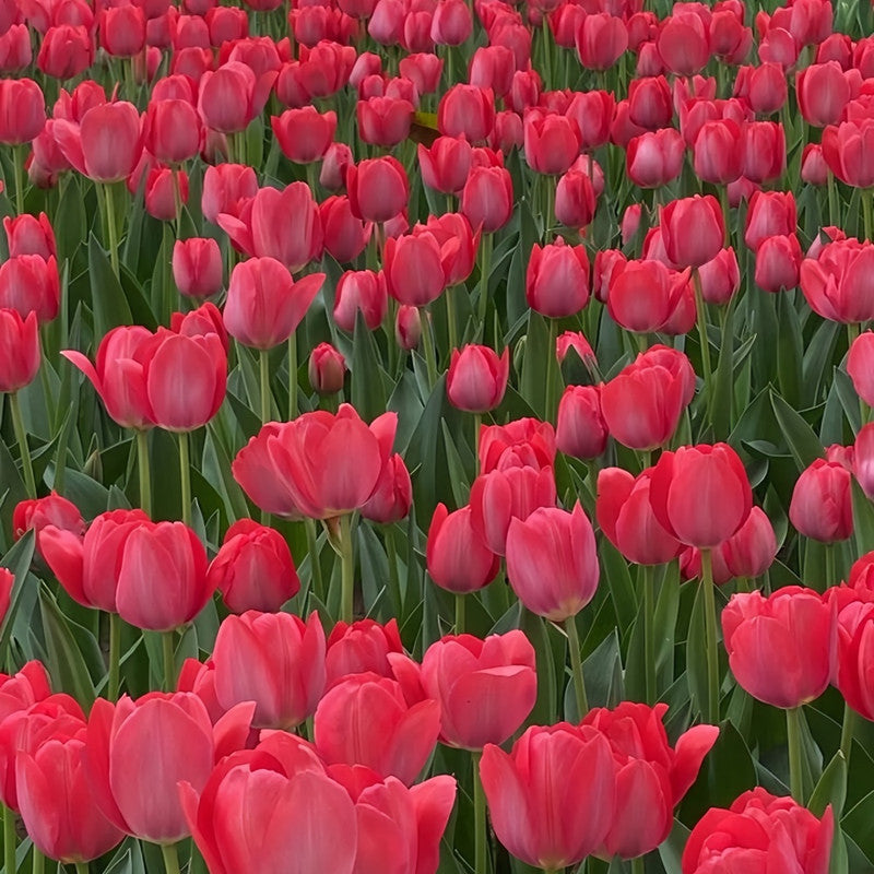 Tulip Bulbs - Rescue