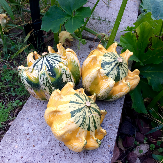 Crown Mix Squash Seeds