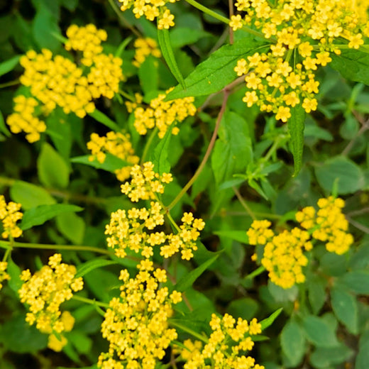 Bupleurum Seeds