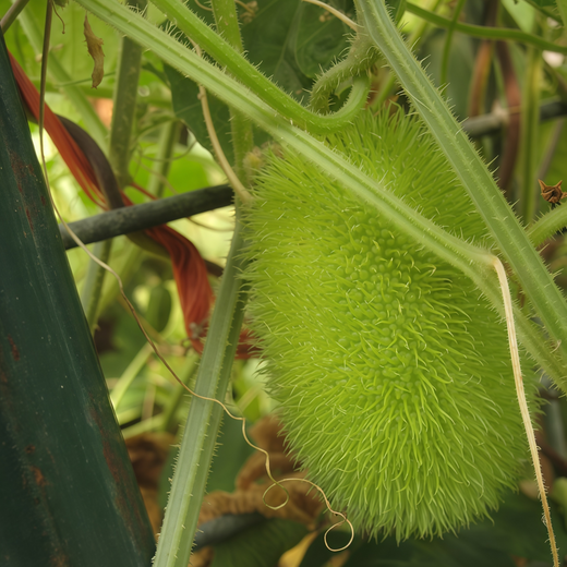 Yellow Cucumber Seeds