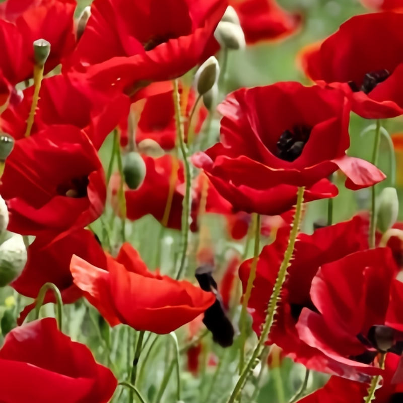 Papaver Rhoeas Seeds - Pink Series Mixed Color Larger Packet High Germination 5000-25000 Onsaleseeds