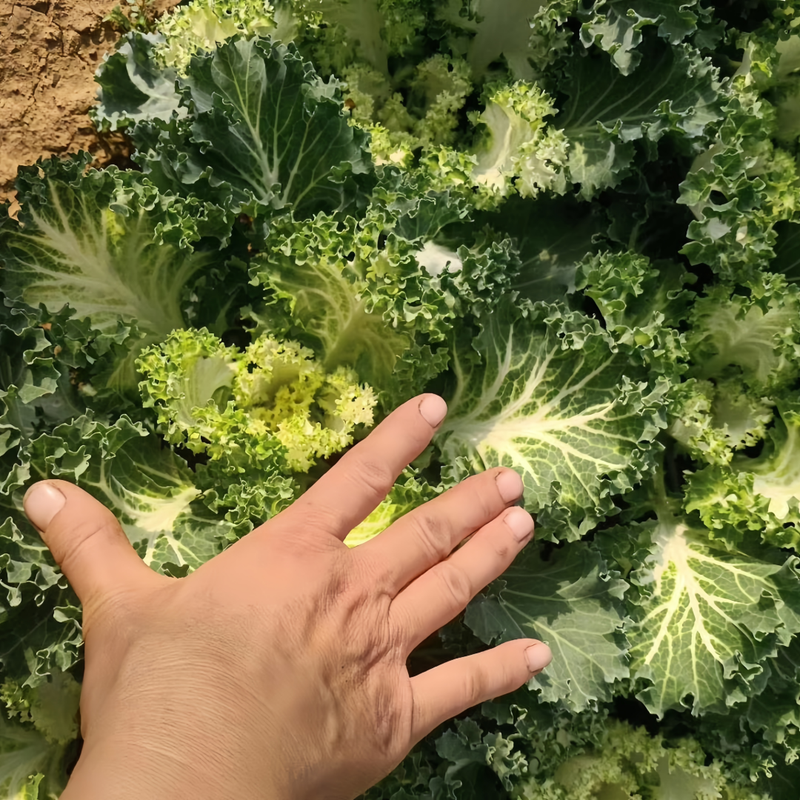 Brassica Oleracea Var. Acephala DC. - Larger Packet High Germination 1500-7500 Onsaleseeds