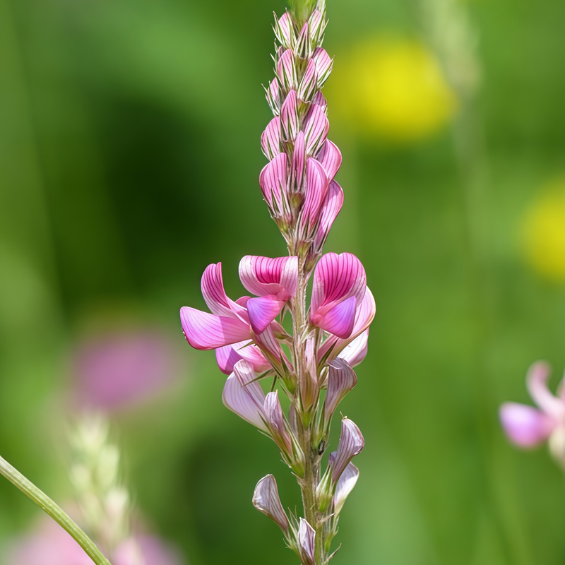 Onobrychis Viciifolia Red Seeds up to 50%