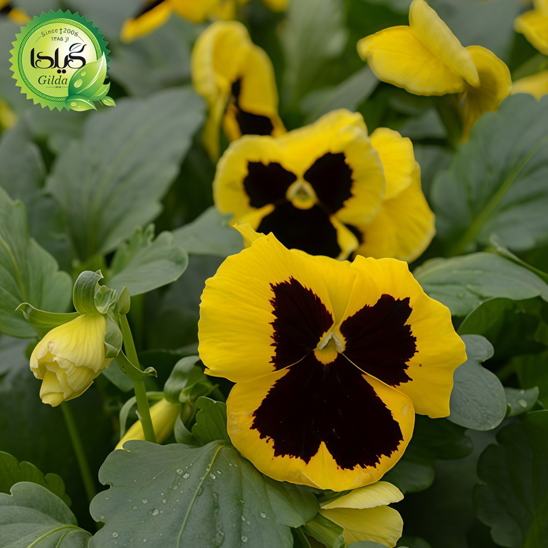 Viola Yellowish-Brown Spots Seeds up to 50%