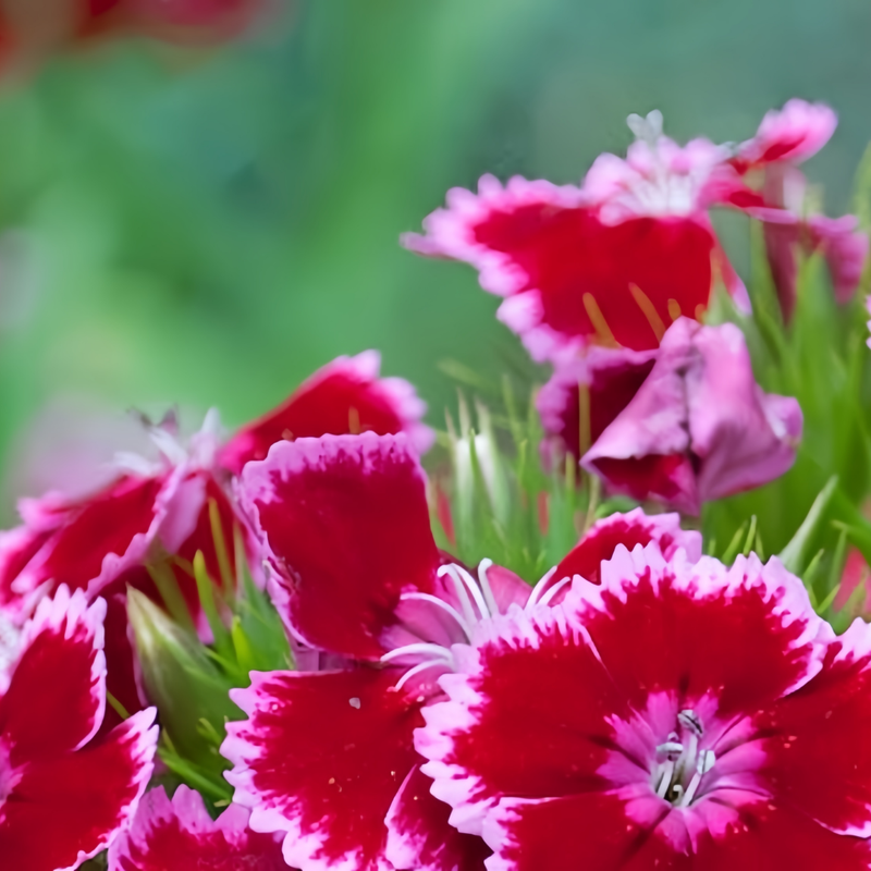 Dianthus Mix Seeds up to 50%