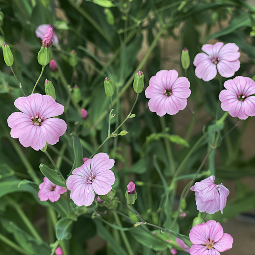 Cowherb Seeds