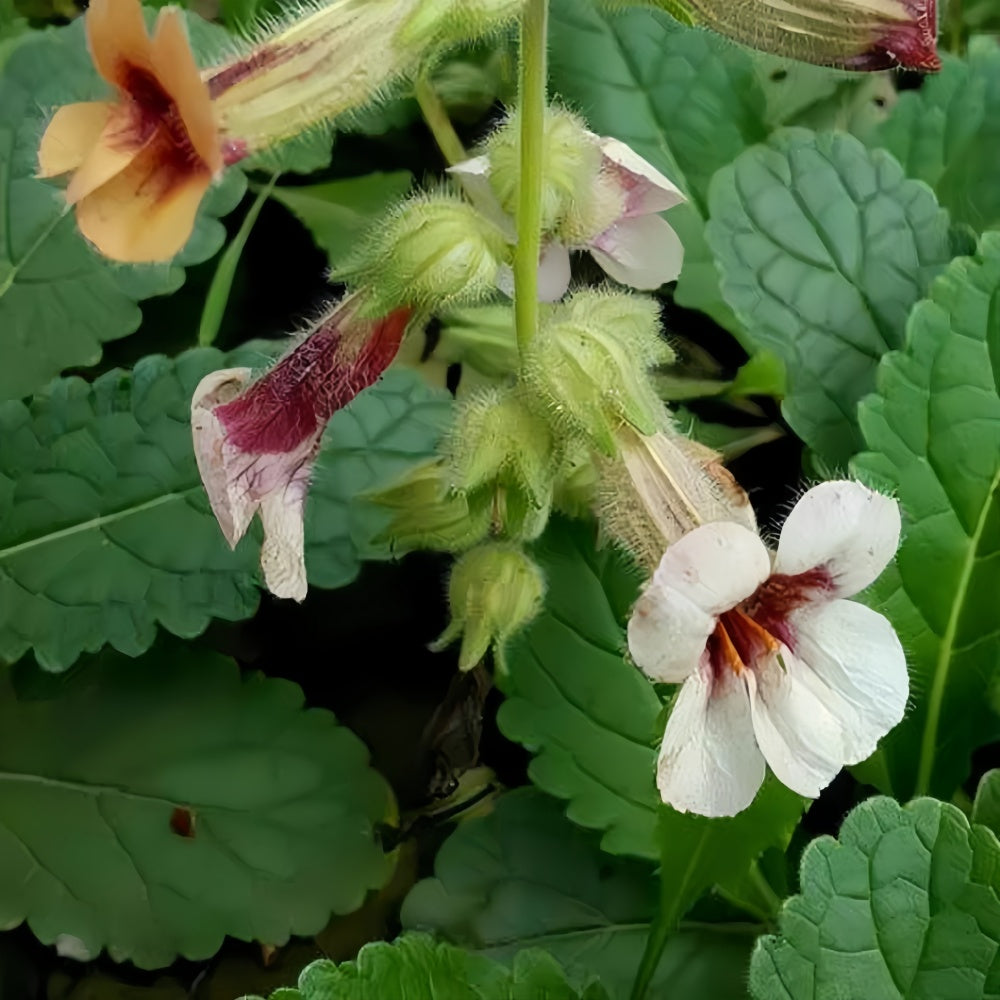 Rehmannia Glutinosa Seeds - High Germination Onsaleseeds