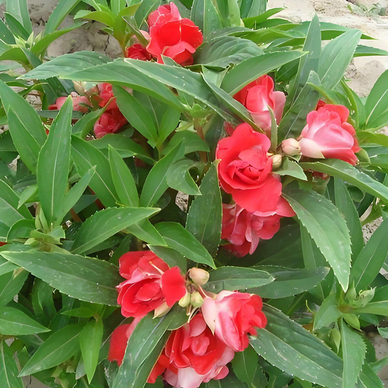 Impatiens Balsamina Seeds - Red Larger Packet High Germination 1000-5000 Onsaleseeds