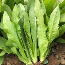 Lettuce Seeds - Green