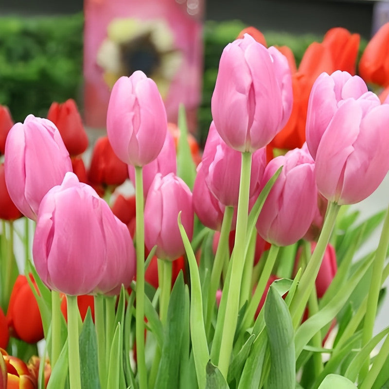 Tulip Bulbs - Concept Impression