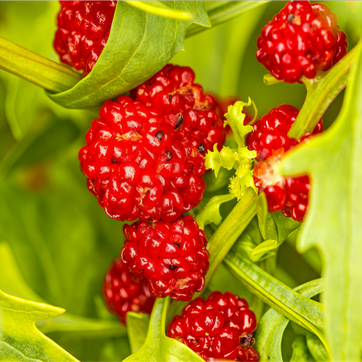 Strawberry Blite Seeds - Red
