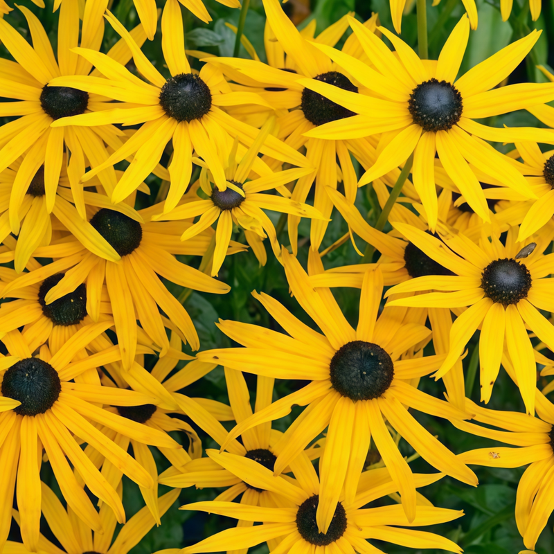 Rudbeckia Seeds - Yellow Single Petal Larger Packet High Germination 3000-15000 Onsaleseeds