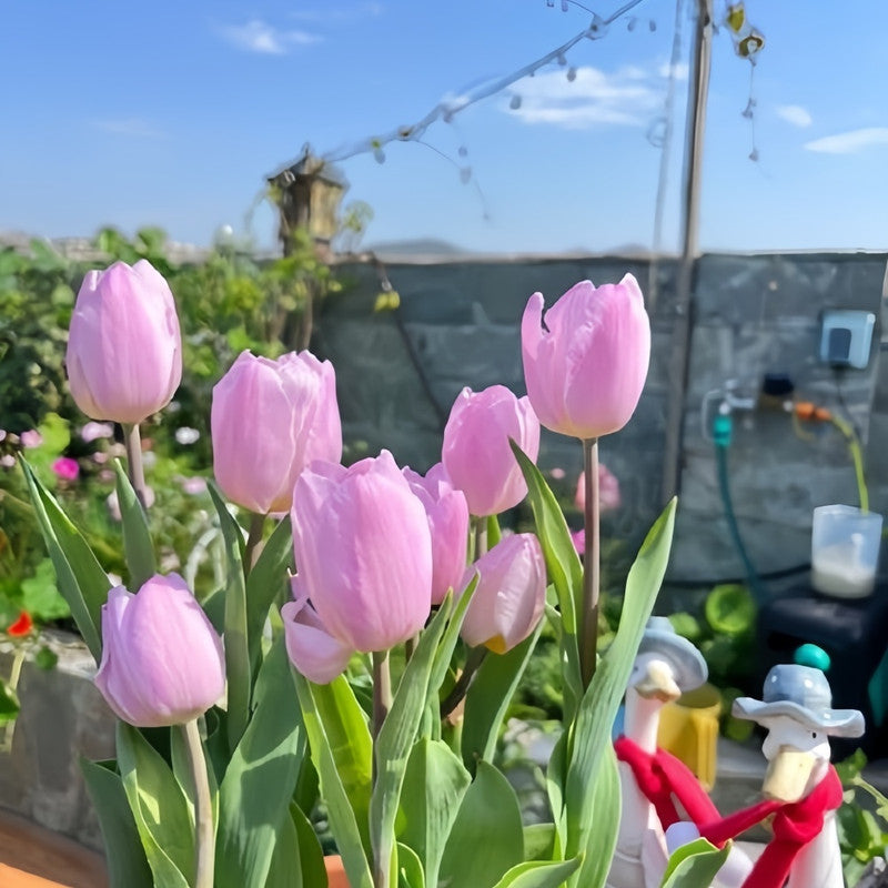 Tulip Bulbs - Candy Prince