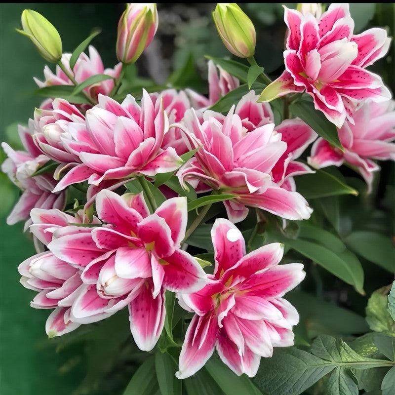 Lily Bulbs - Mars Love Double