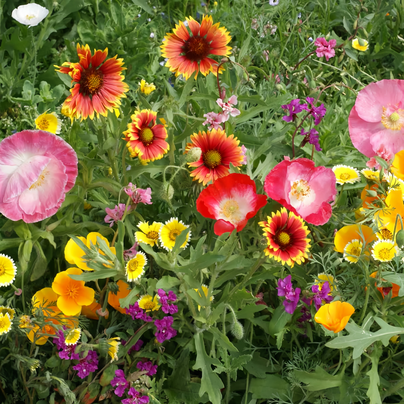 Wildflower Seeds - Drought Tolerance Mix Includes Zinnia, Cornflower, Moss Rose, etc.