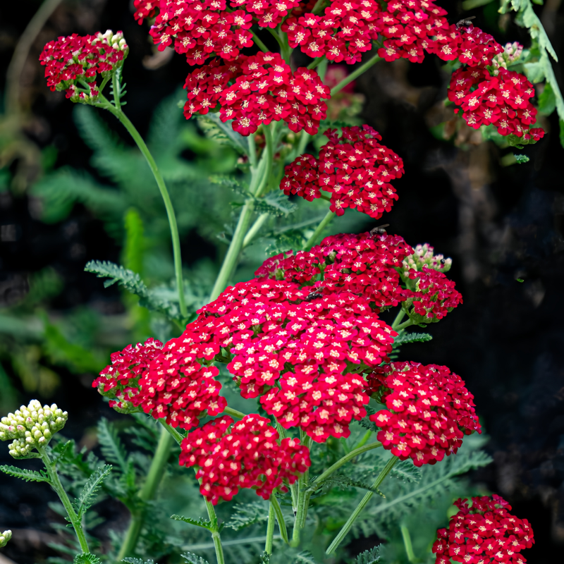 Yarrow Seeds - Red Larger Packet High Germination 7500-38000 Onsaleseeds