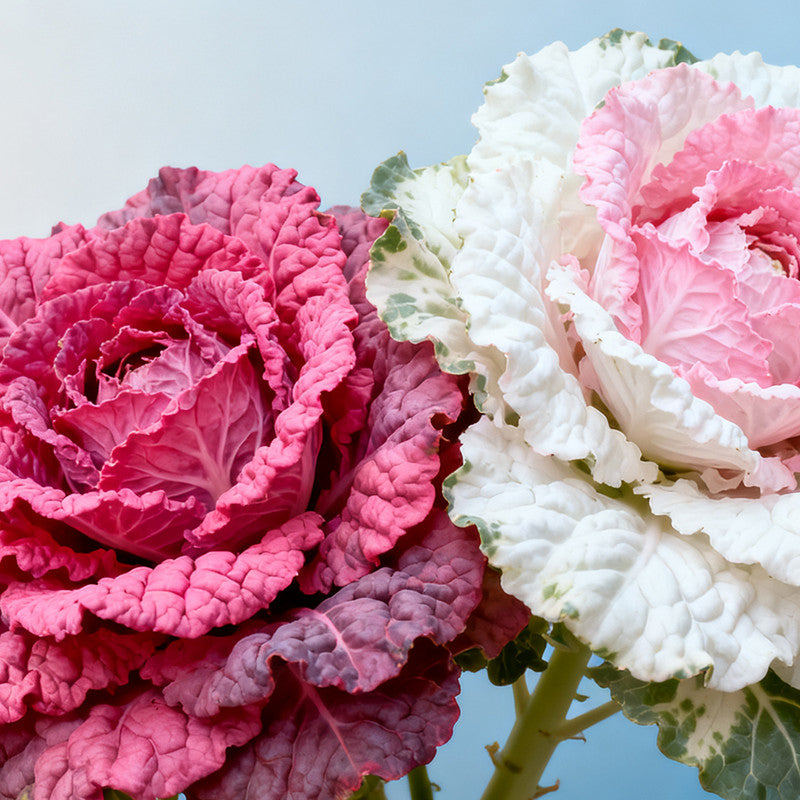 Brassica Oleracea Var Acephala Seeds - Mix Larger Packet High Germination 300-5000 Onsaleseeds