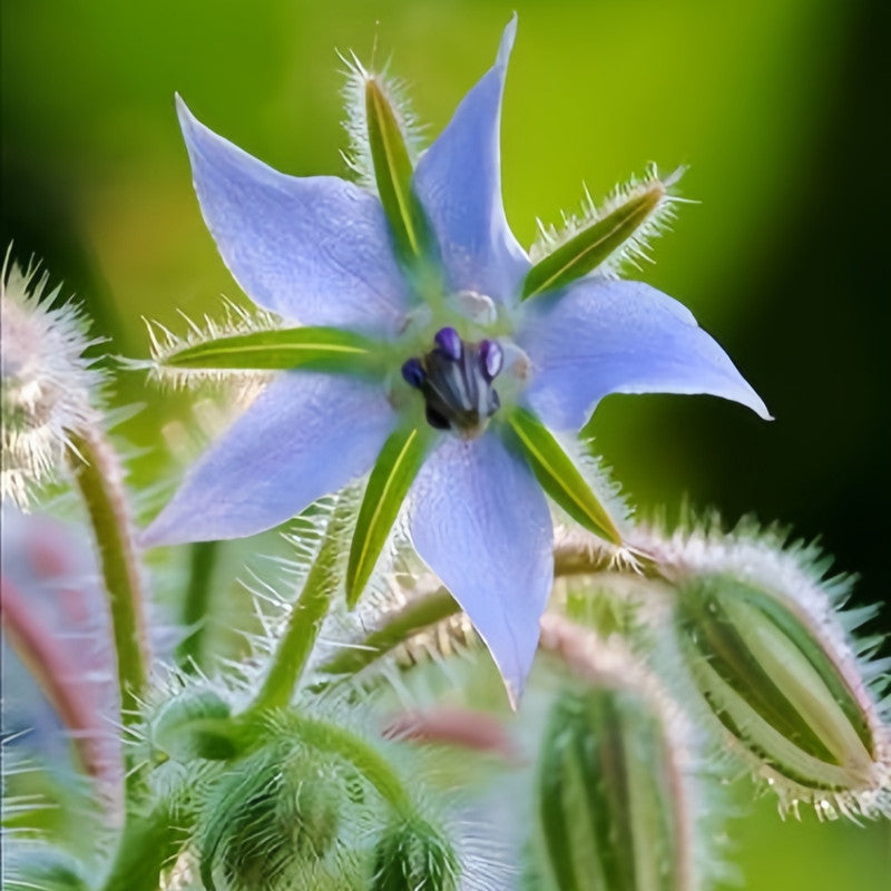 Borago Officinalis Blue Seeds up to 50%