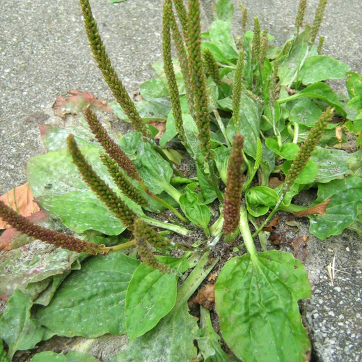 Asian Plantain Seeds