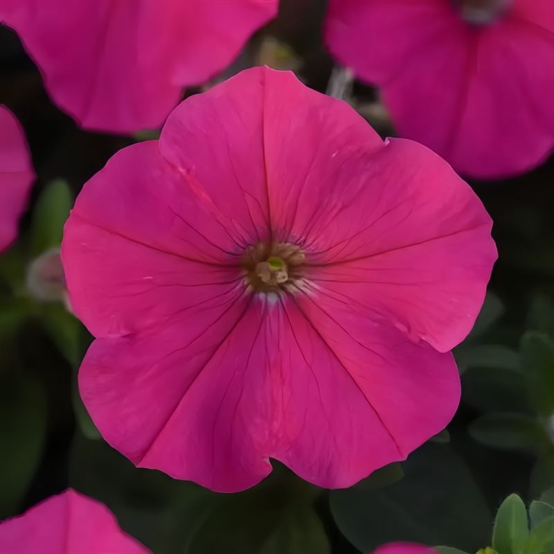 Petunia Hybrida Seeds - Rose Red Double Petaled Larger Packet High Germination 360-1800 Onsaleseeds