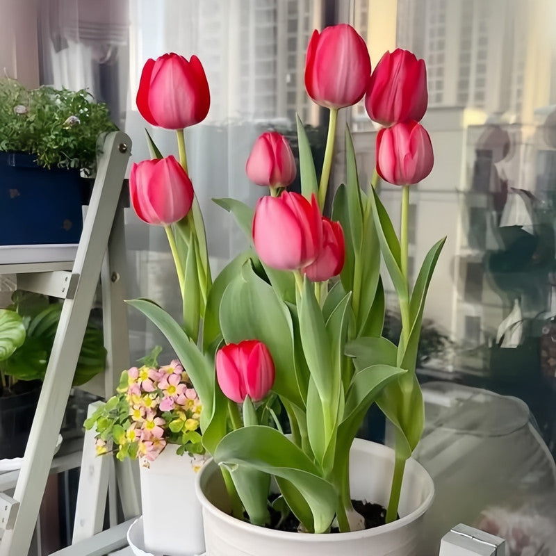 Tulip Bulbs - Red Chang'an