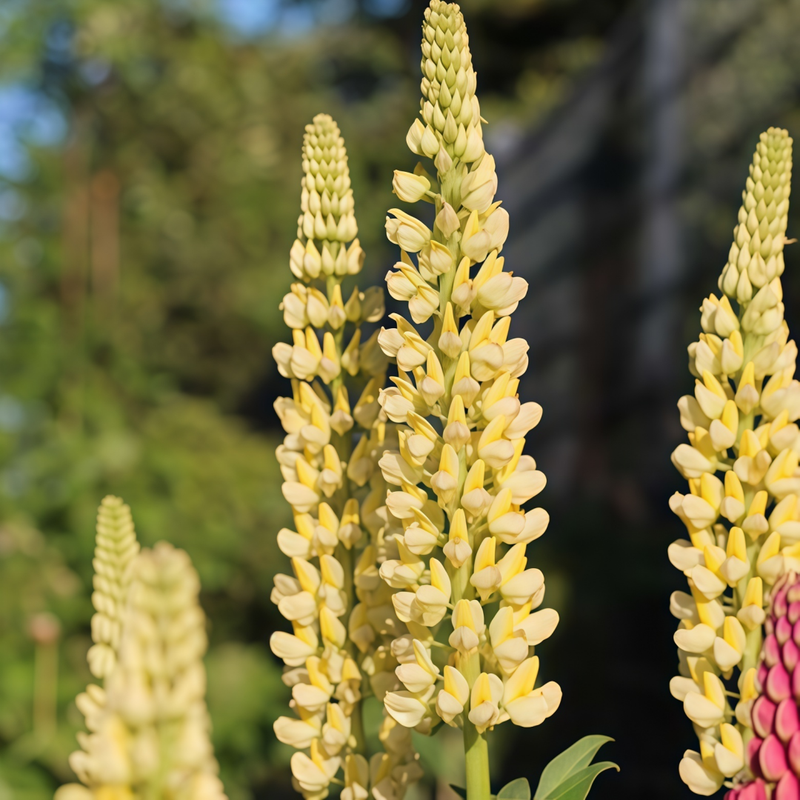 Lupinus Seeds - Yellow Larger Packet High Germination 450-2200 Onsaleseeds