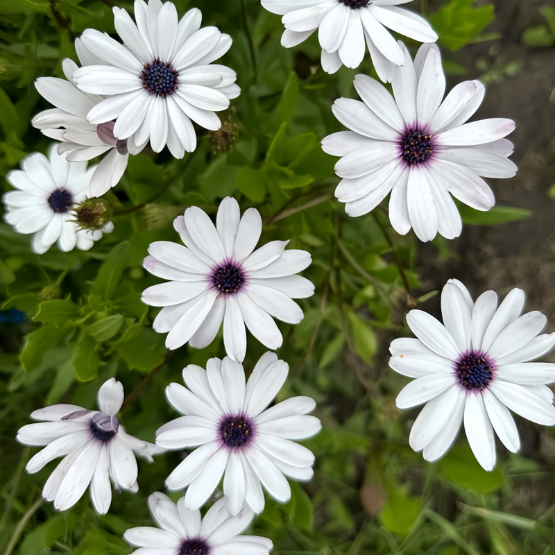 Cape Daisy Seeds - White High Germination Onsaleseeds