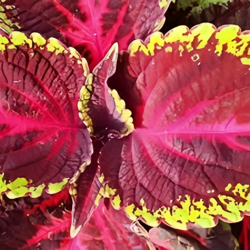 Coleus Lace Red Heart Seeds up to 50%