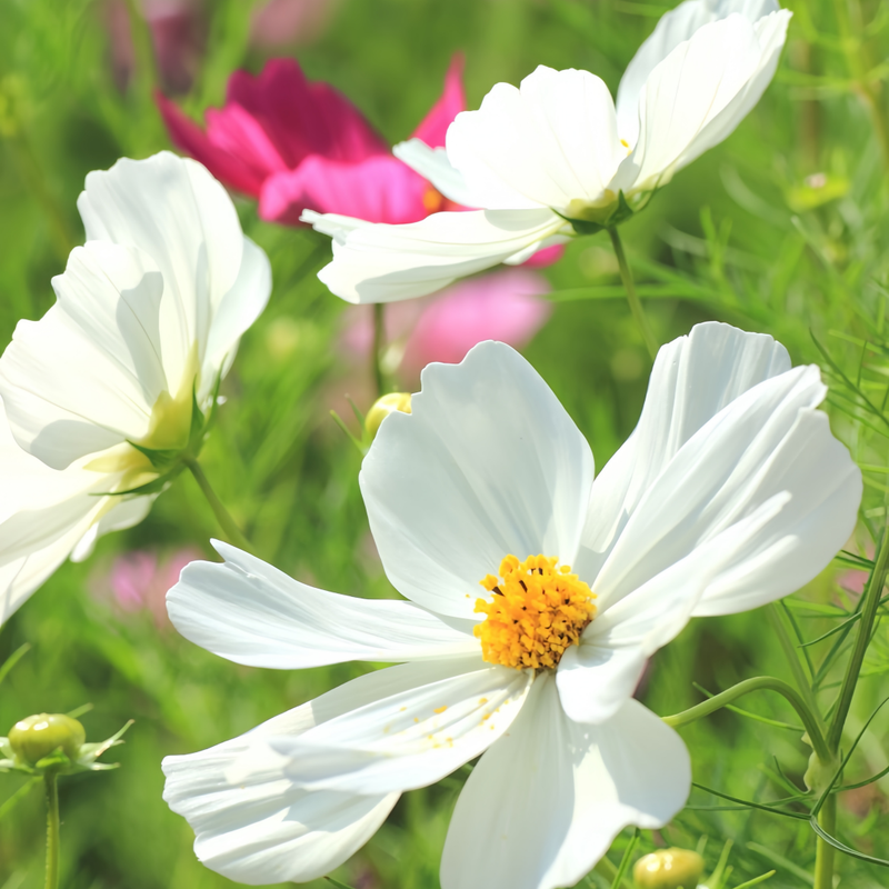 Cosmos Bipinnata Seeds - White Larger Packet High Germination 1600-4800 Onsaleseeds