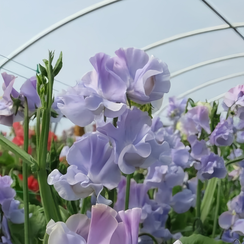 Sweet Pea Seeds - Blue High Germination  Onsaleseeds